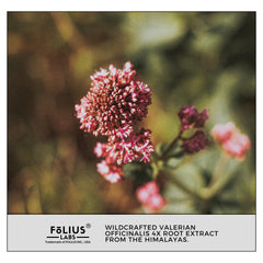 Packaging side view of FOLIUS LABS valerian root product