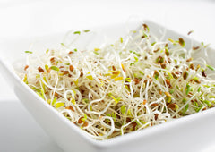 Non-GMO Kosher alfalfa sprouting seeds