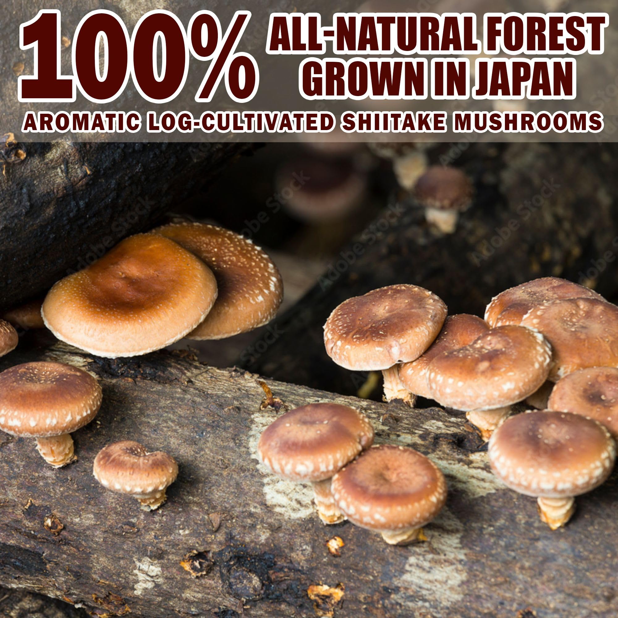 Forest-grown shiitake mushrooms used for powder