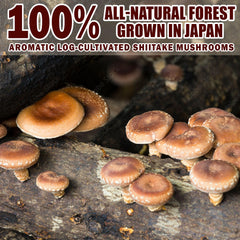 Forest-grown shiitake mushrooms used for powder