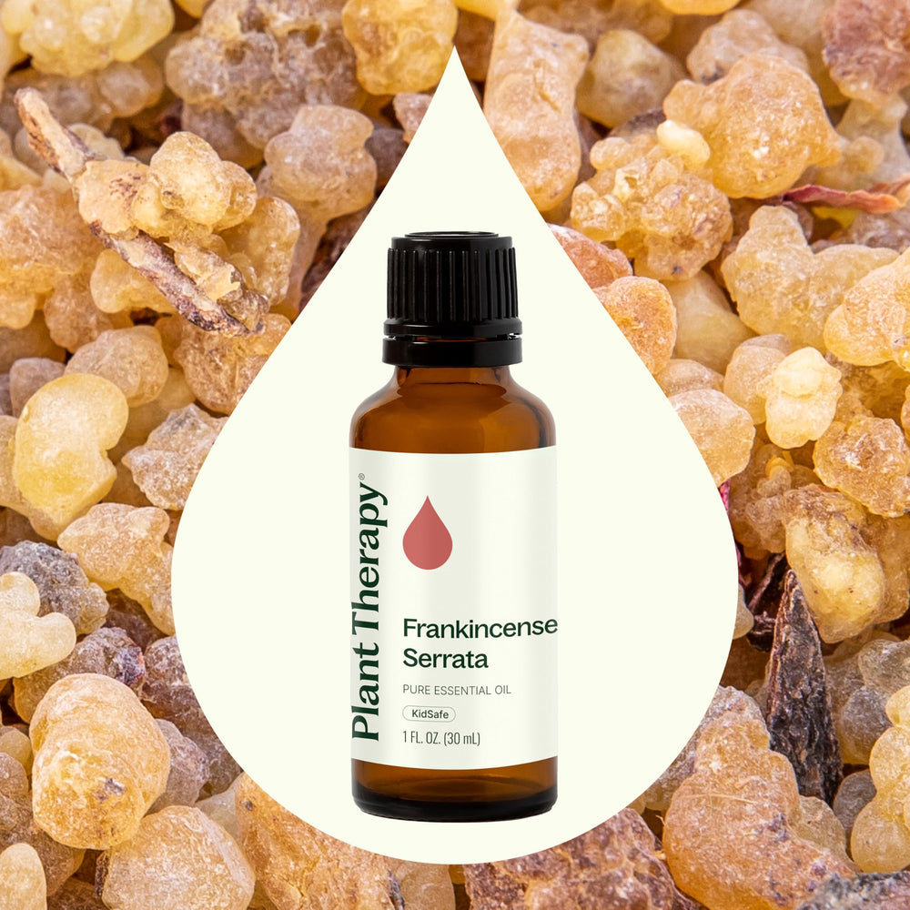 Frankincense Serrata essential oil bottle with Plant Therapy label