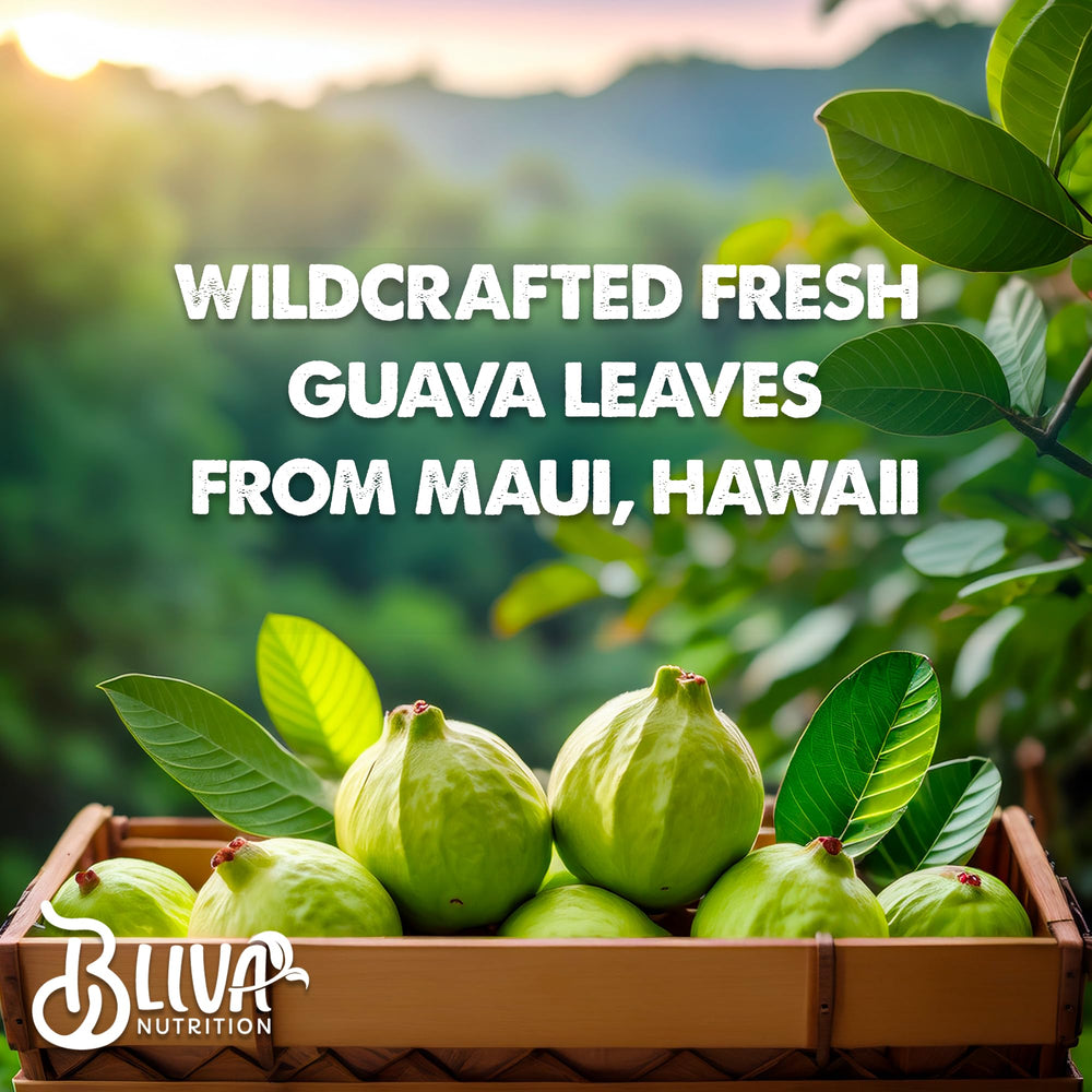 Fresh guava leaves harvested in Hawaii