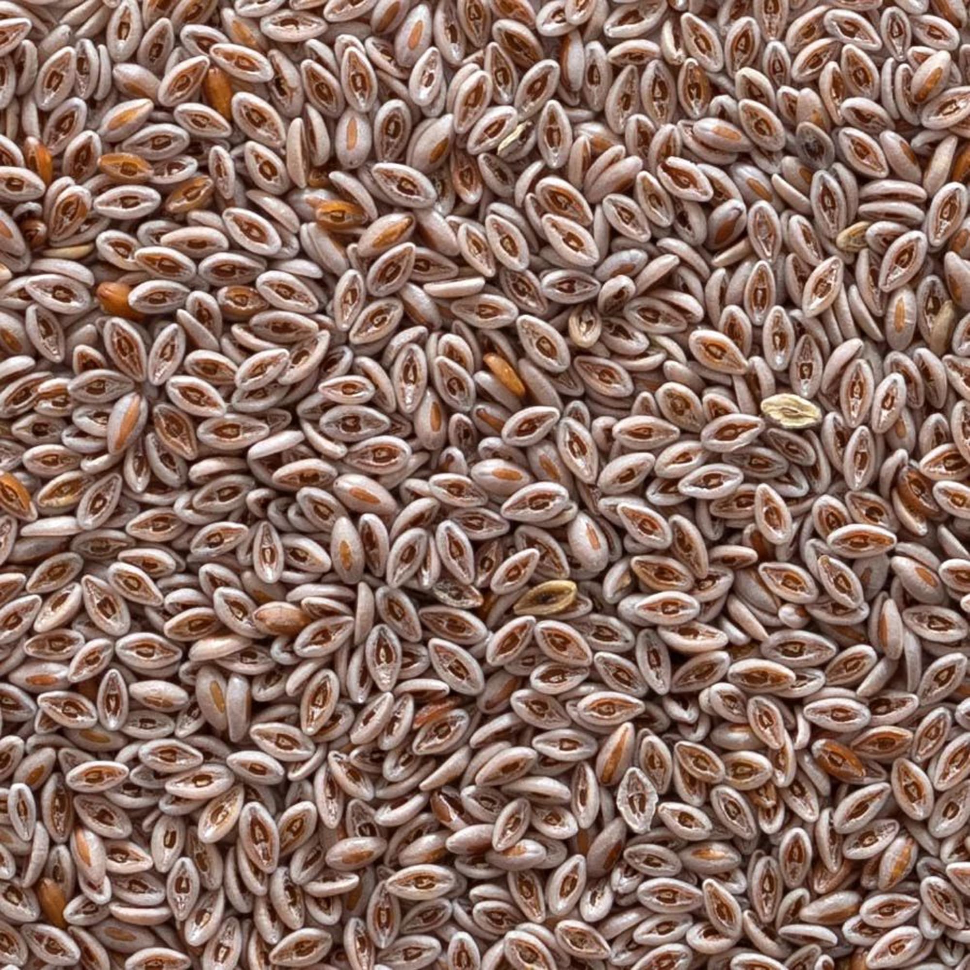 Close-up view of psyllium seeds from Frontier Co-op Organic Whole Psyllium Seed 1lb