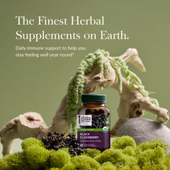 Concentrated elderberry extract processing at Gaia Herbs