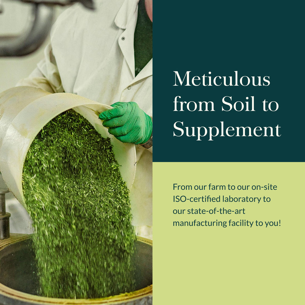 Herbal imagery representing adaptogens and stress support