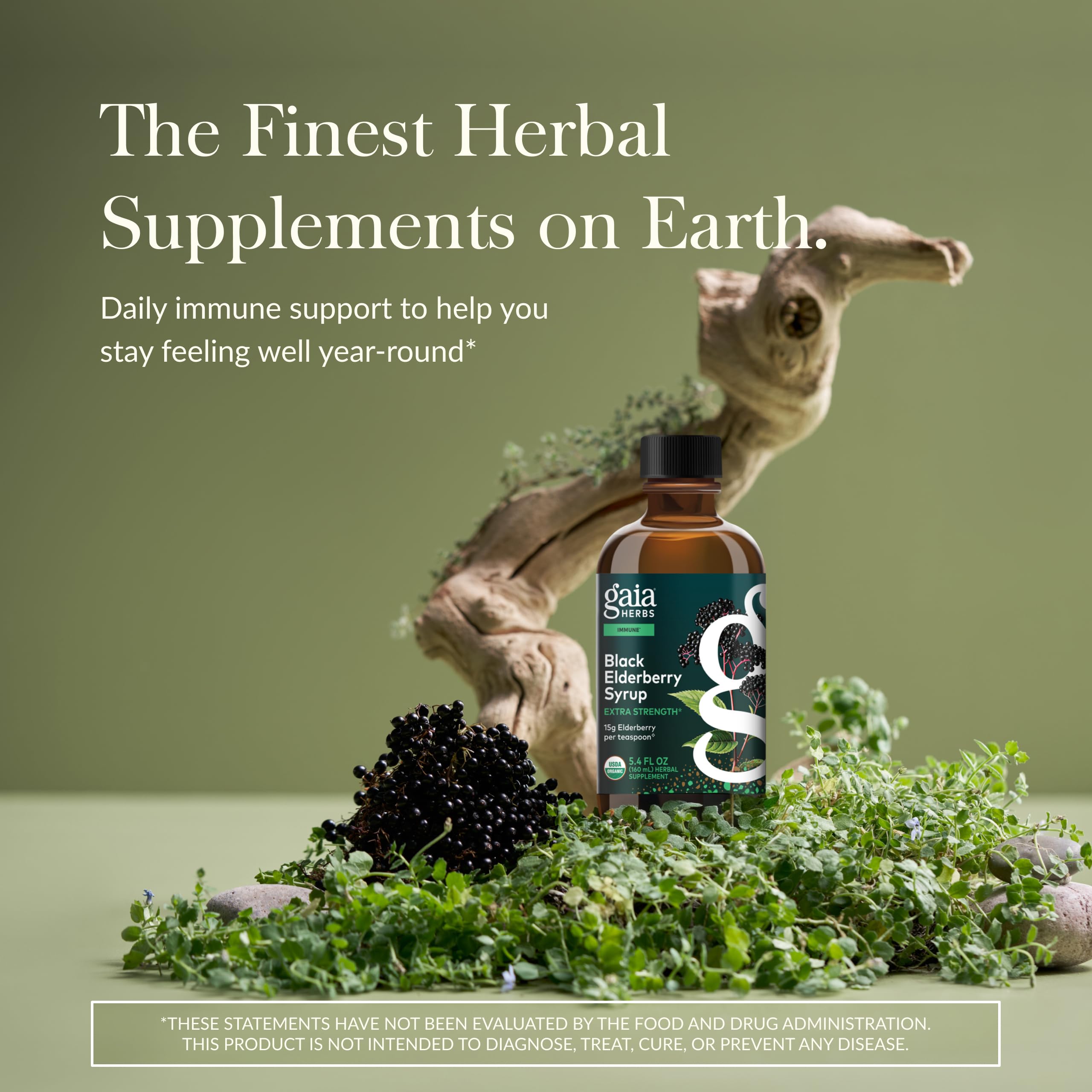 Organic elderberries used for Gaia Herbs syrup
