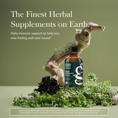 Organic elderberries used for Gaia Herbs syrup