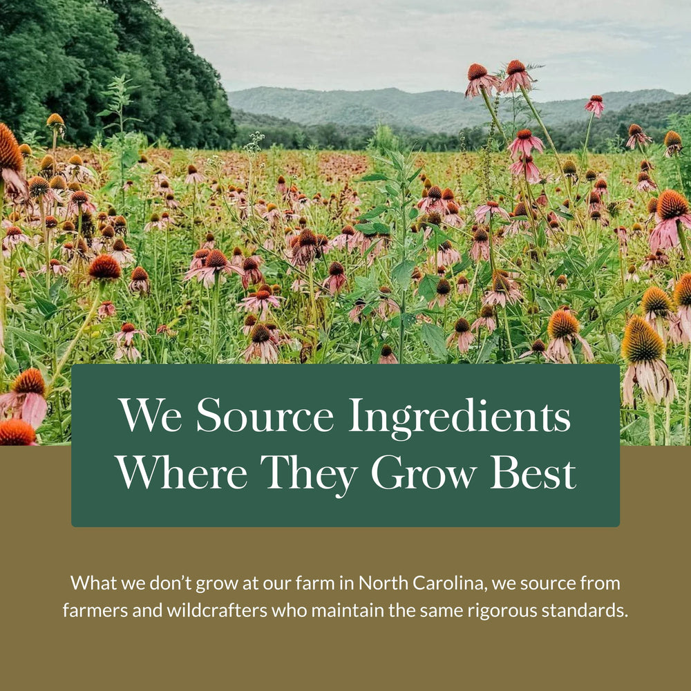 Propolis, Ginger, and Echinacea ingredients in Gaia Gummies close-up