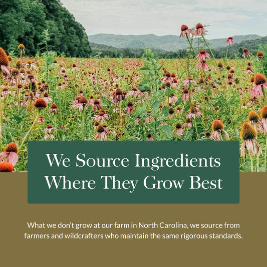 Propolis, Ginger, and Echinacea ingredients in Gaia Gummies close-up