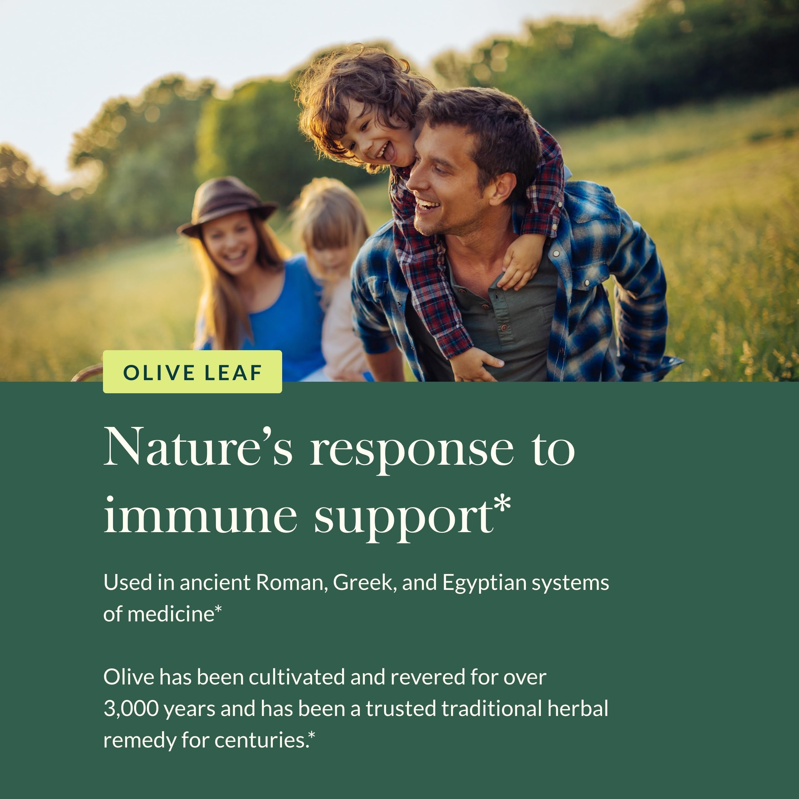Olive leaf extract and oleuropein illustration for immune support