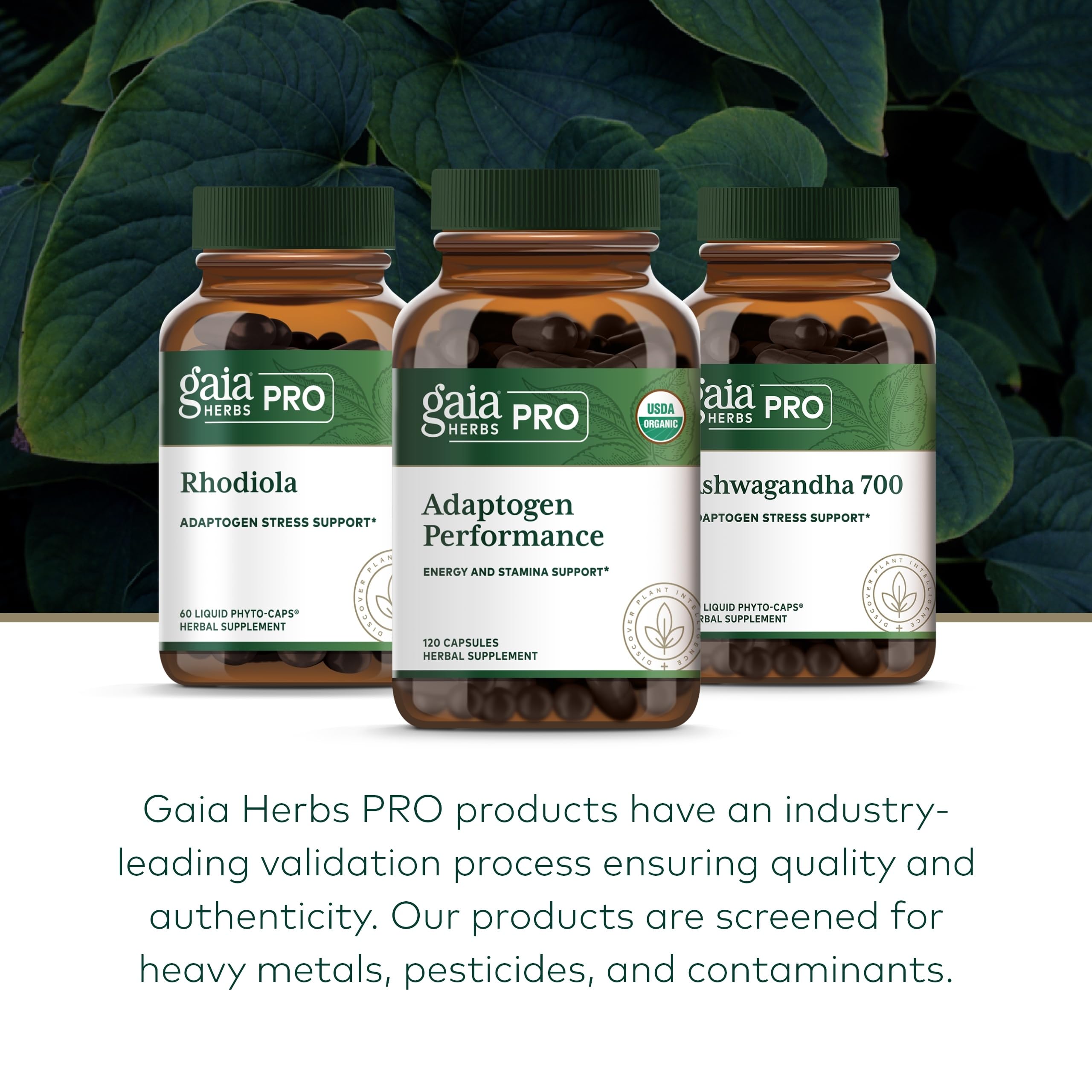 Harvesting herbs at peak potency for Gaia Herbs