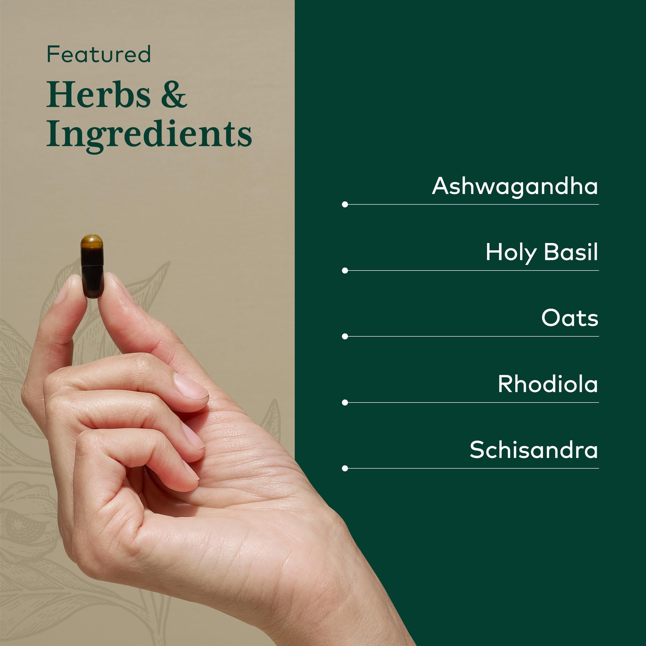 Rhodiola root component in the Daytime HPA formula