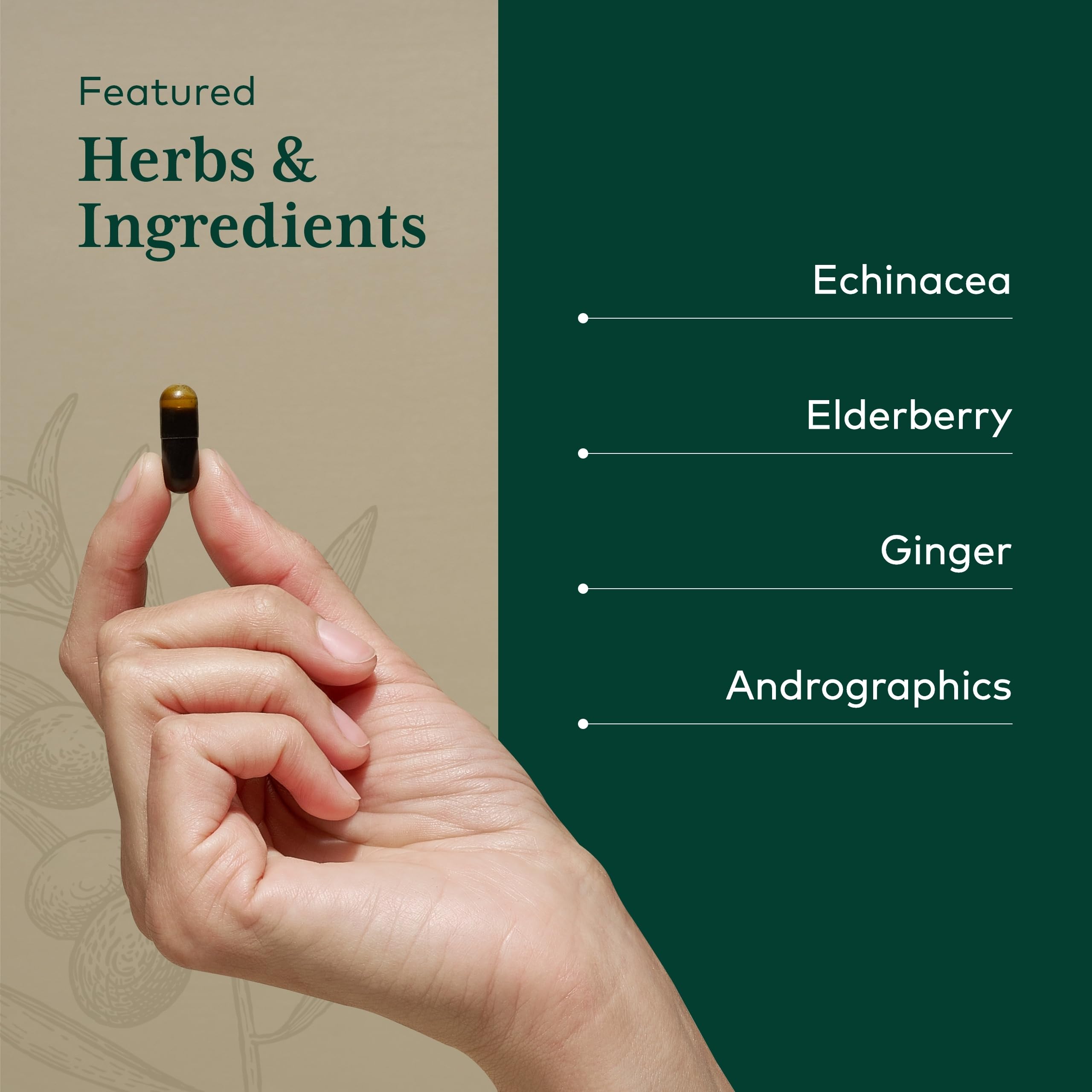 Active ingredients featuring Ginger Root and Andrographis