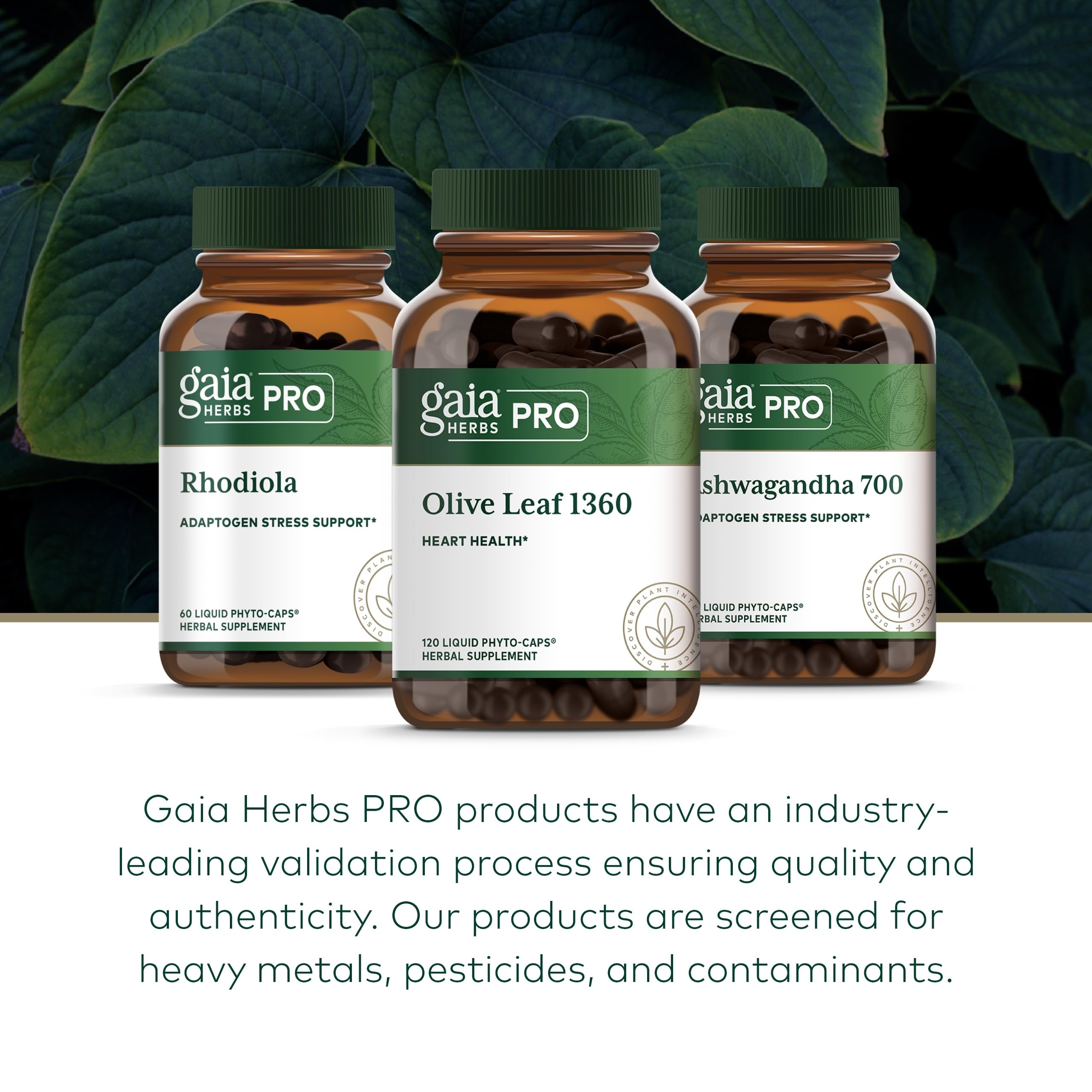 Dosage instructions for Gaia Herbs Olive Leaf 1360