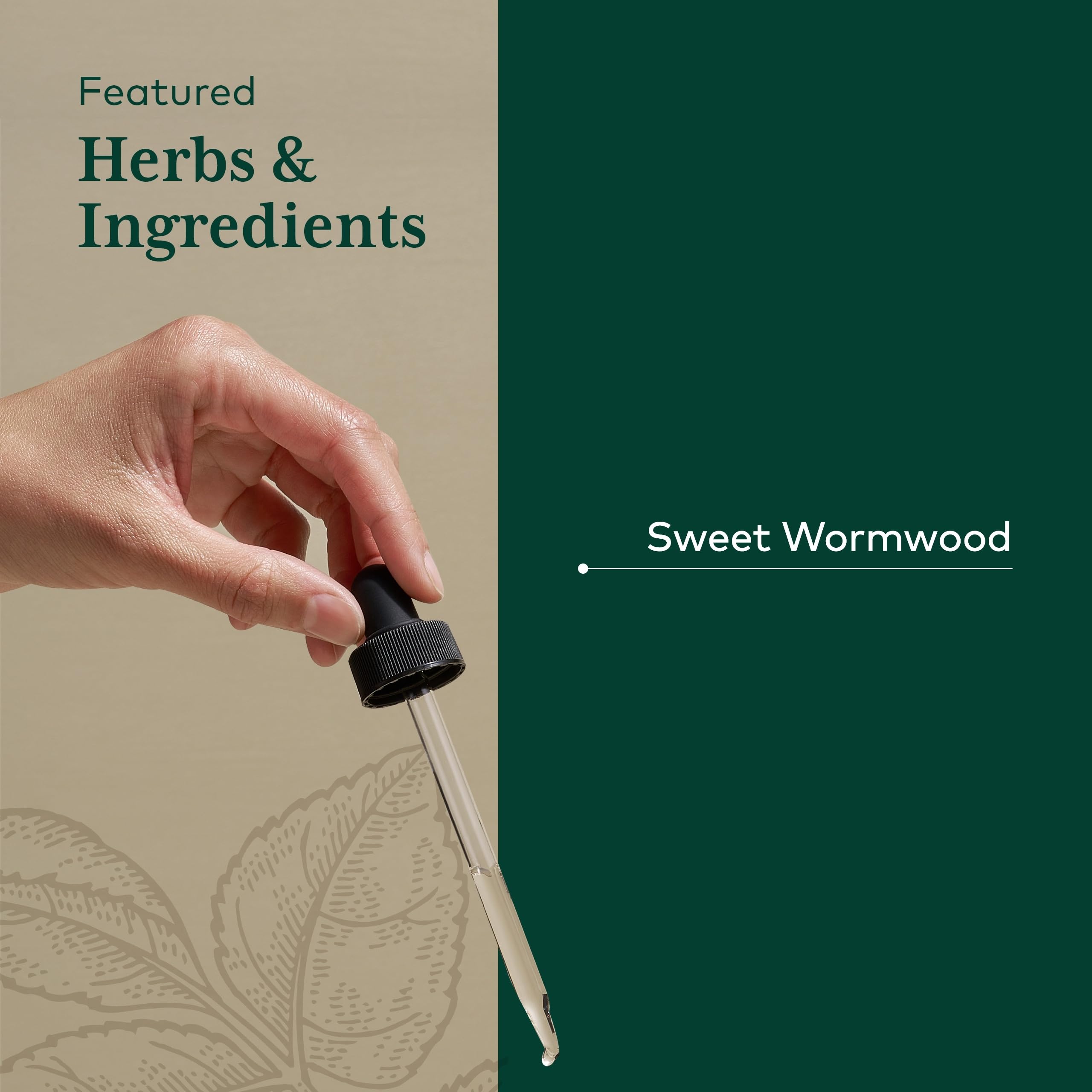 Fresh organic Sweet Wormwood herb