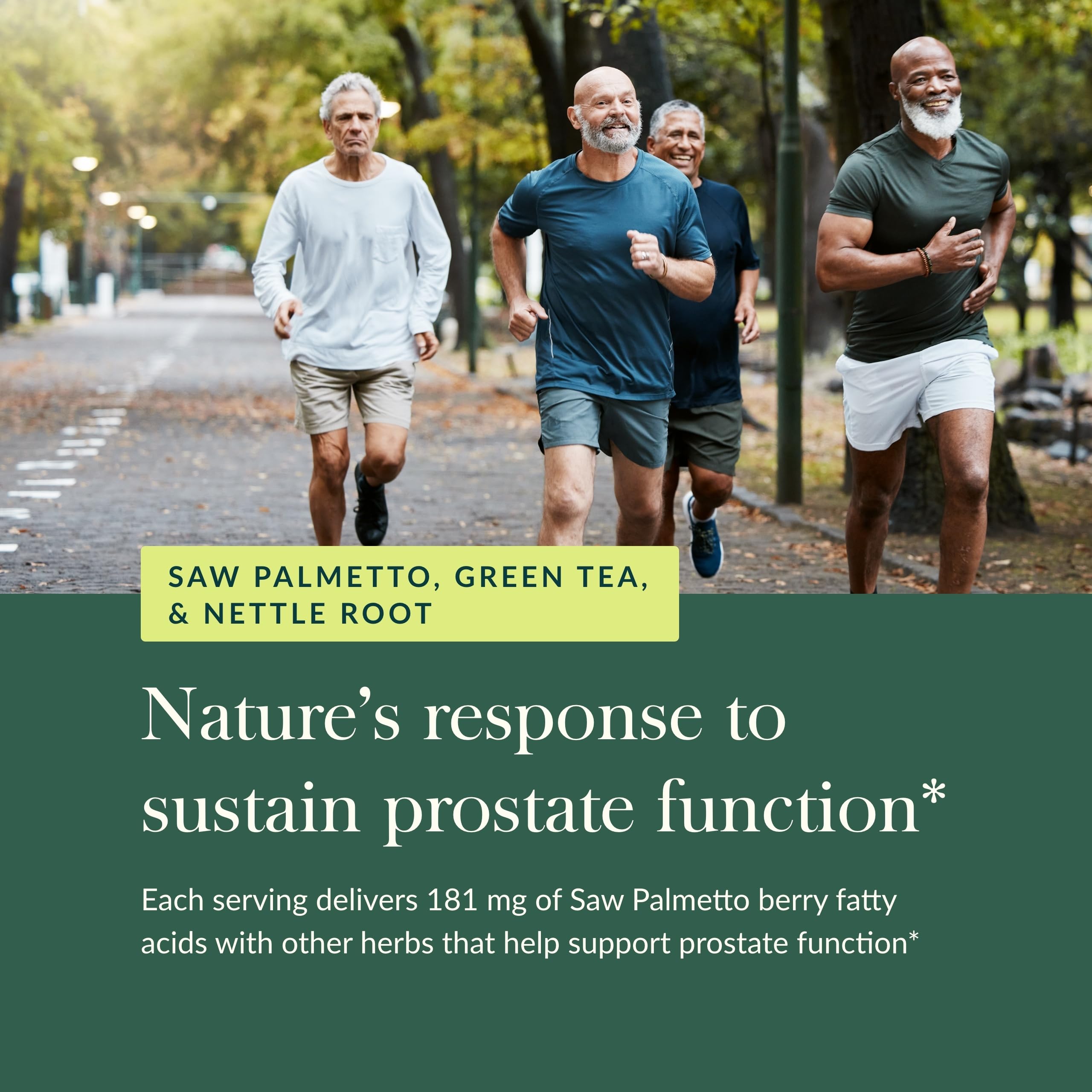 Nettle root herb illustration for Prostate Health