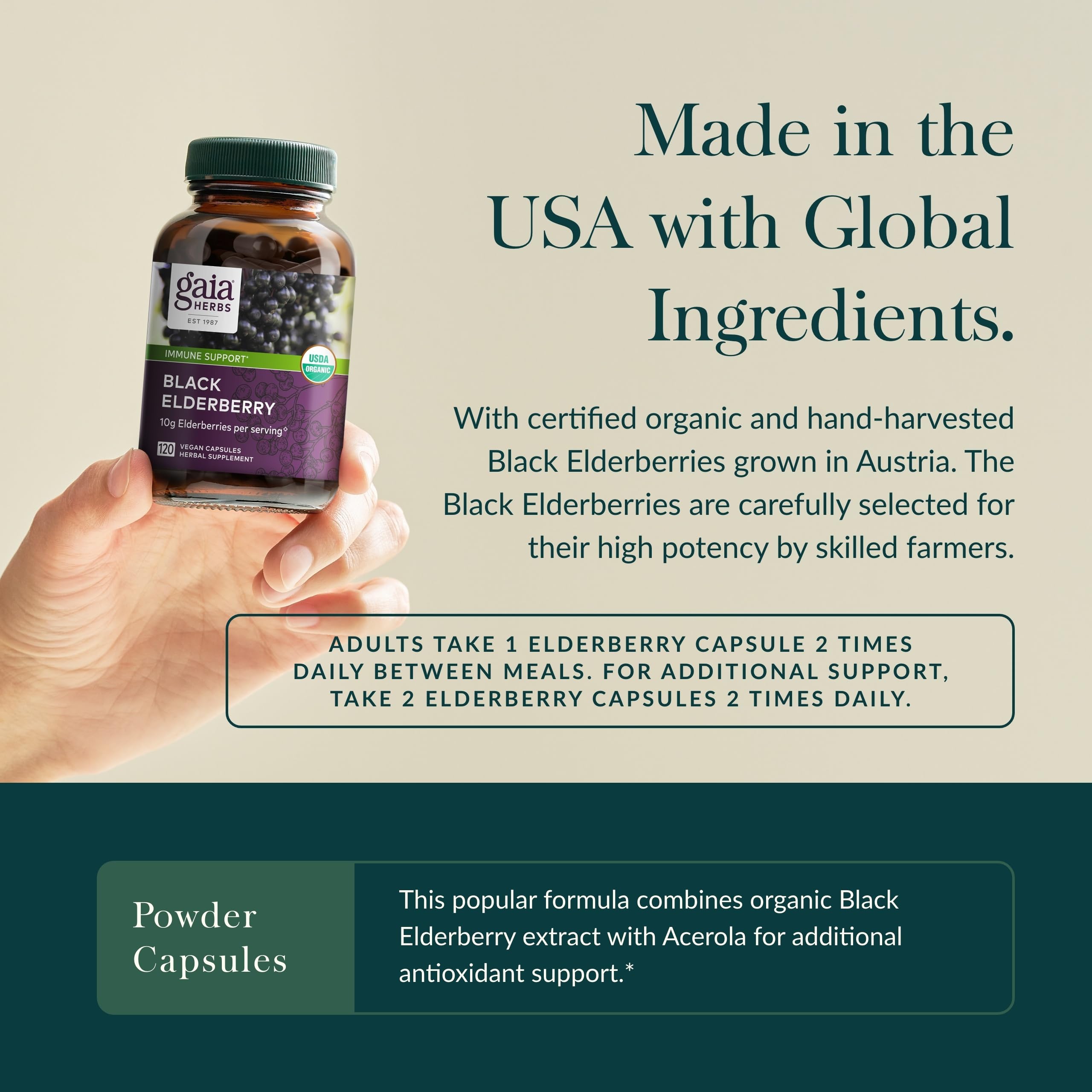 Organic elderberries from Gaia Herbs' cooperative