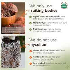 Close-up of 100% fruiting bodies Ganoderma lucidum used in the extract