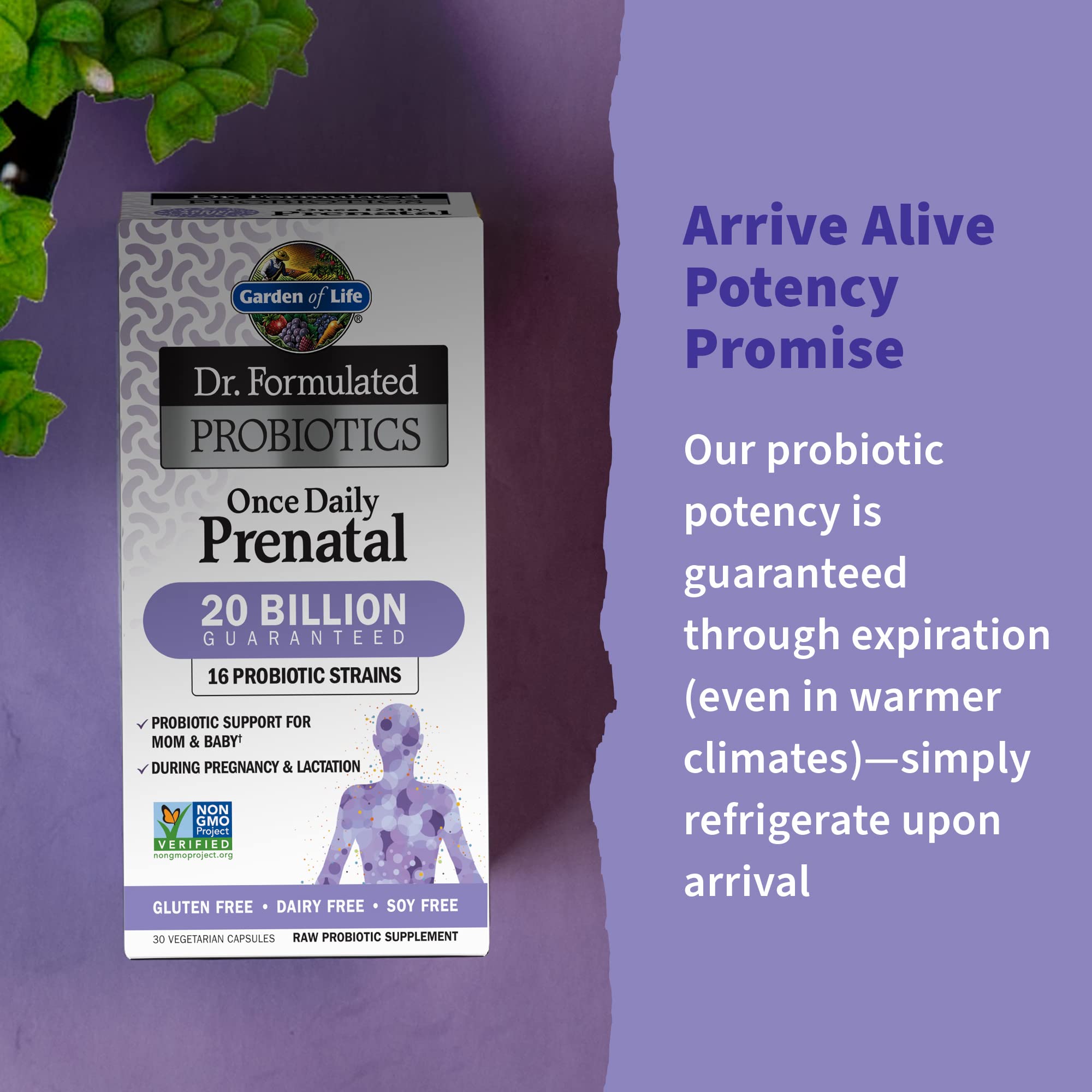 Probiotic strains and Organic Prebiotic Fiber in prenatal formula