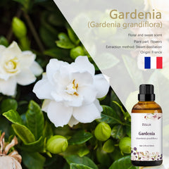 Close-up of Gardenia jasminoides flowers used for essential oil