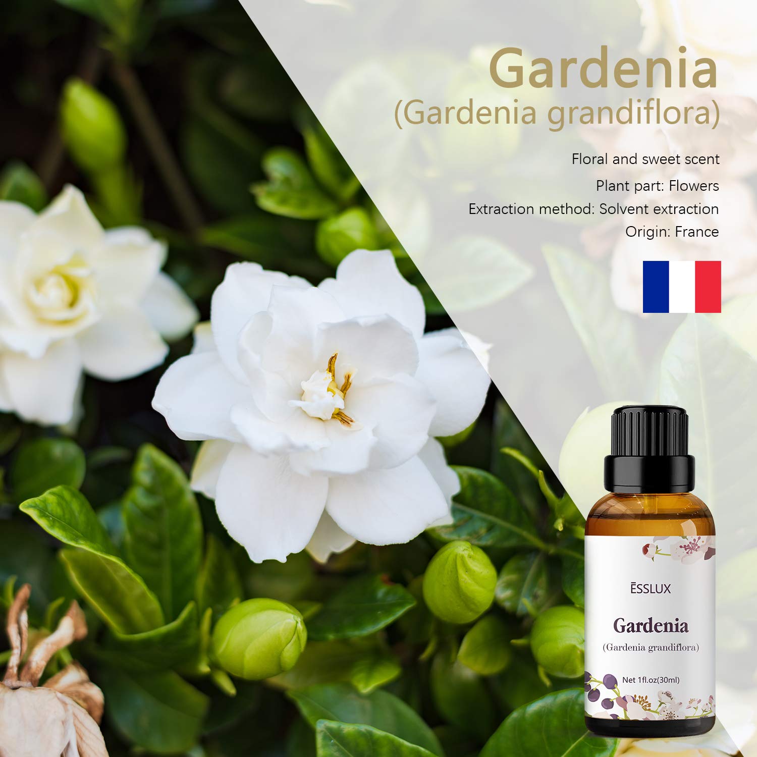 Close-up of Gardenia essential oil bottle with dropper