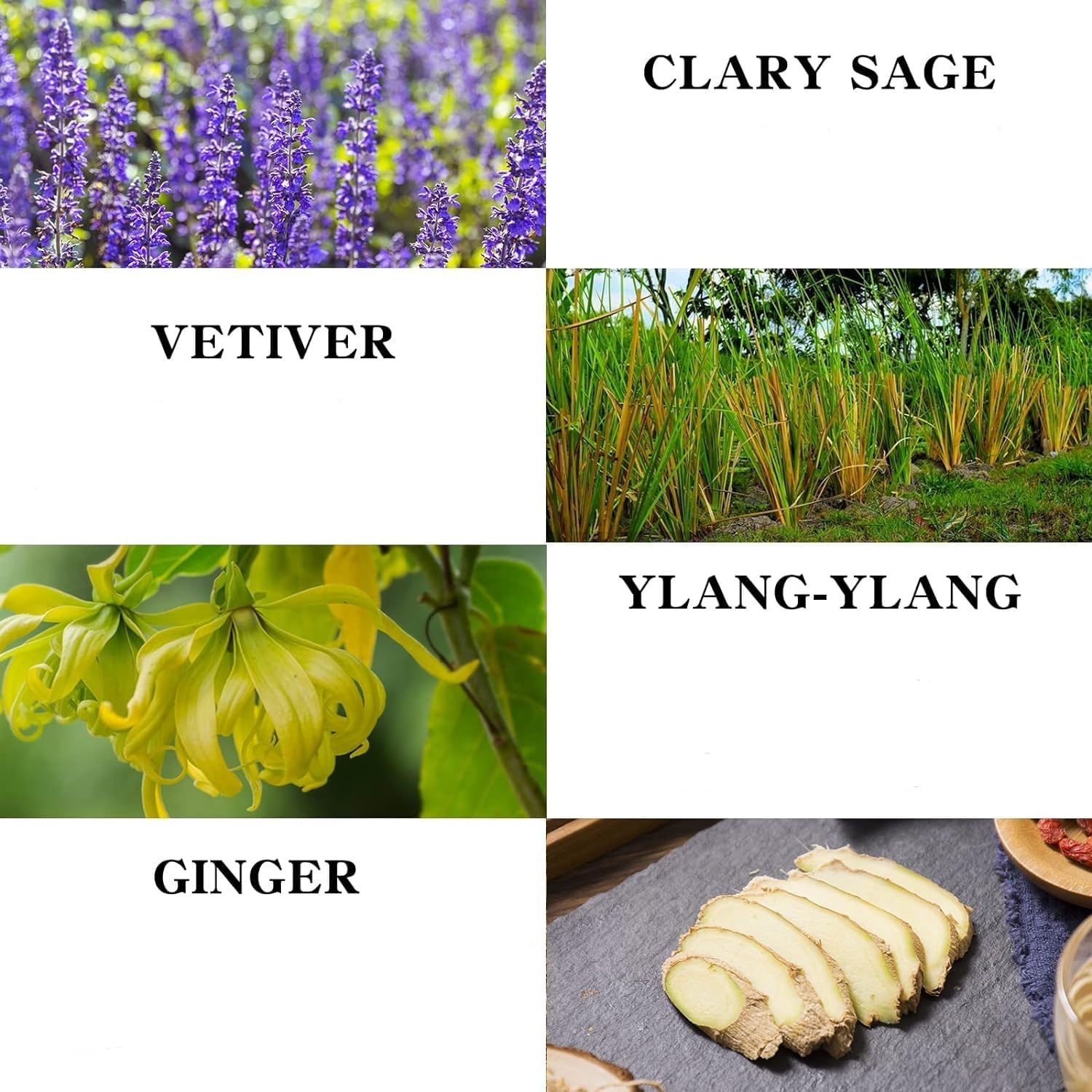 Ingredients highlight: Ginger, Clary Sage, Vetiver, Ylang-Ylang