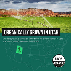 Vegan GMO-free barley grass powder
