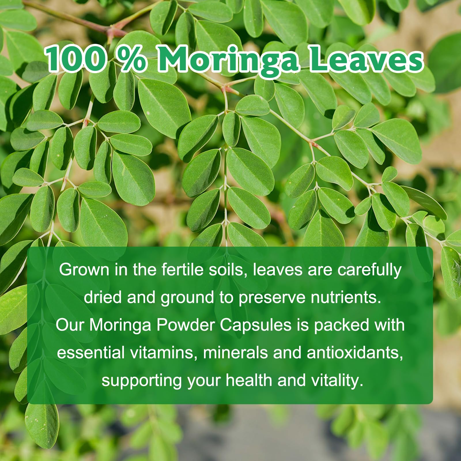 GMP-certified manufacturing facility for moringa capsules