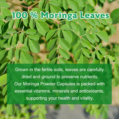 GMP-certified manufacturing facility for moringa capsules