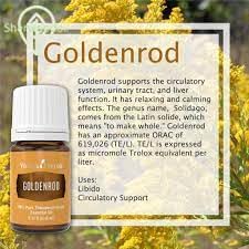 Goldenrod essential oil massage oil mix showing gentle aroma for relaxation