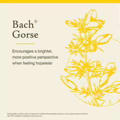 Gorse flower essence natural ingredients for emotional wellness