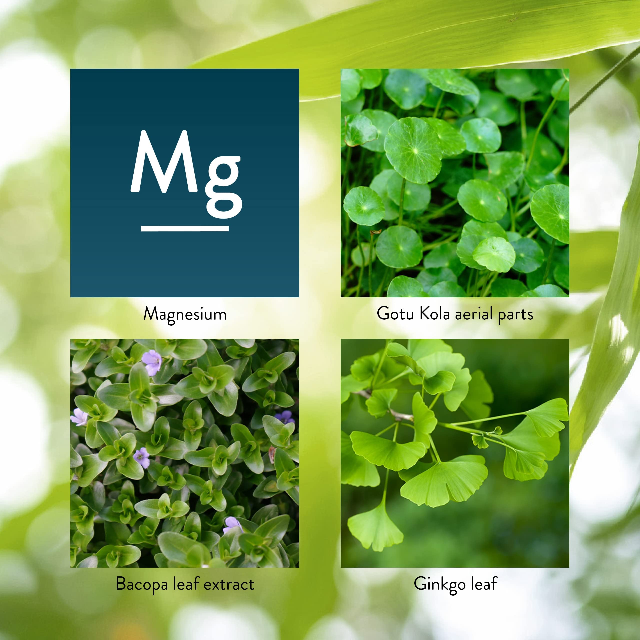 Gotu Kola aerial parts used in Mind-Max