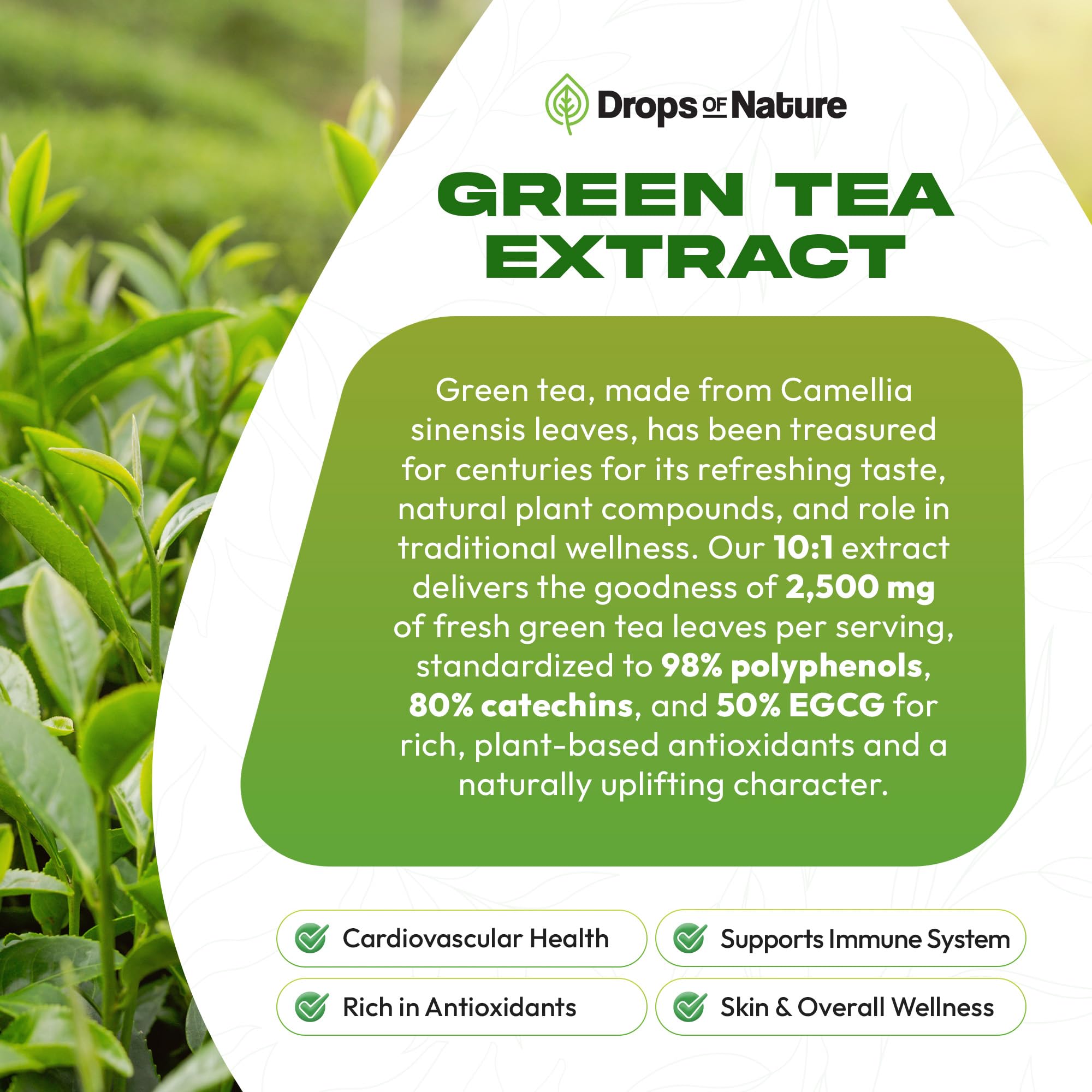 Infographic of antioxidant polyphenols in green tea extract