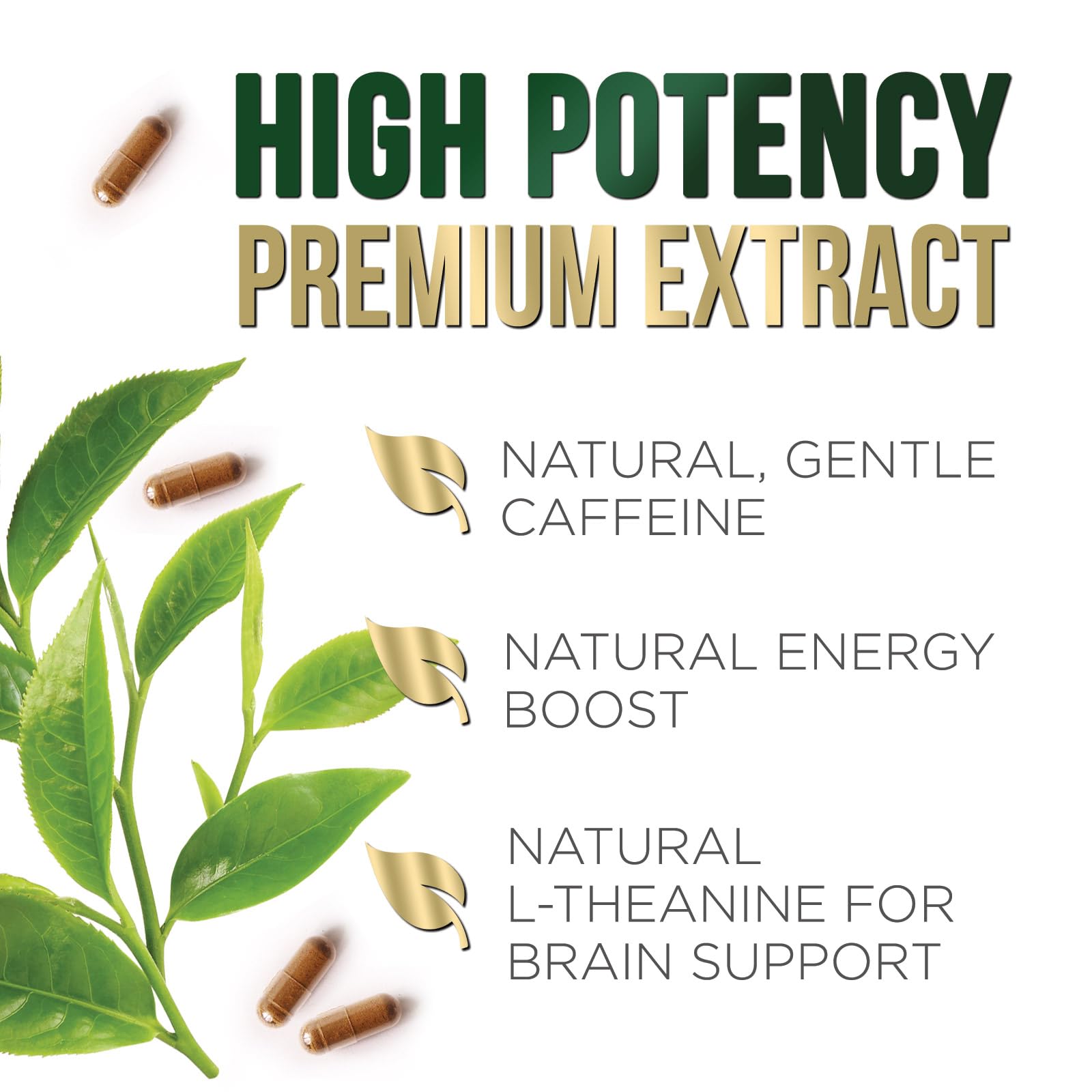 Green Tea Extract Capsules bottle with dietary supplement label