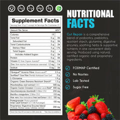 Illustration of gut health and digestion support