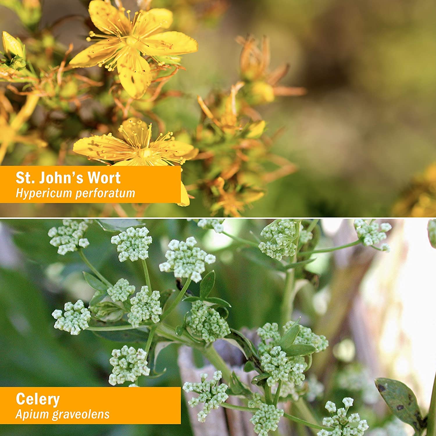 Herbs hand-harvested at peak potency