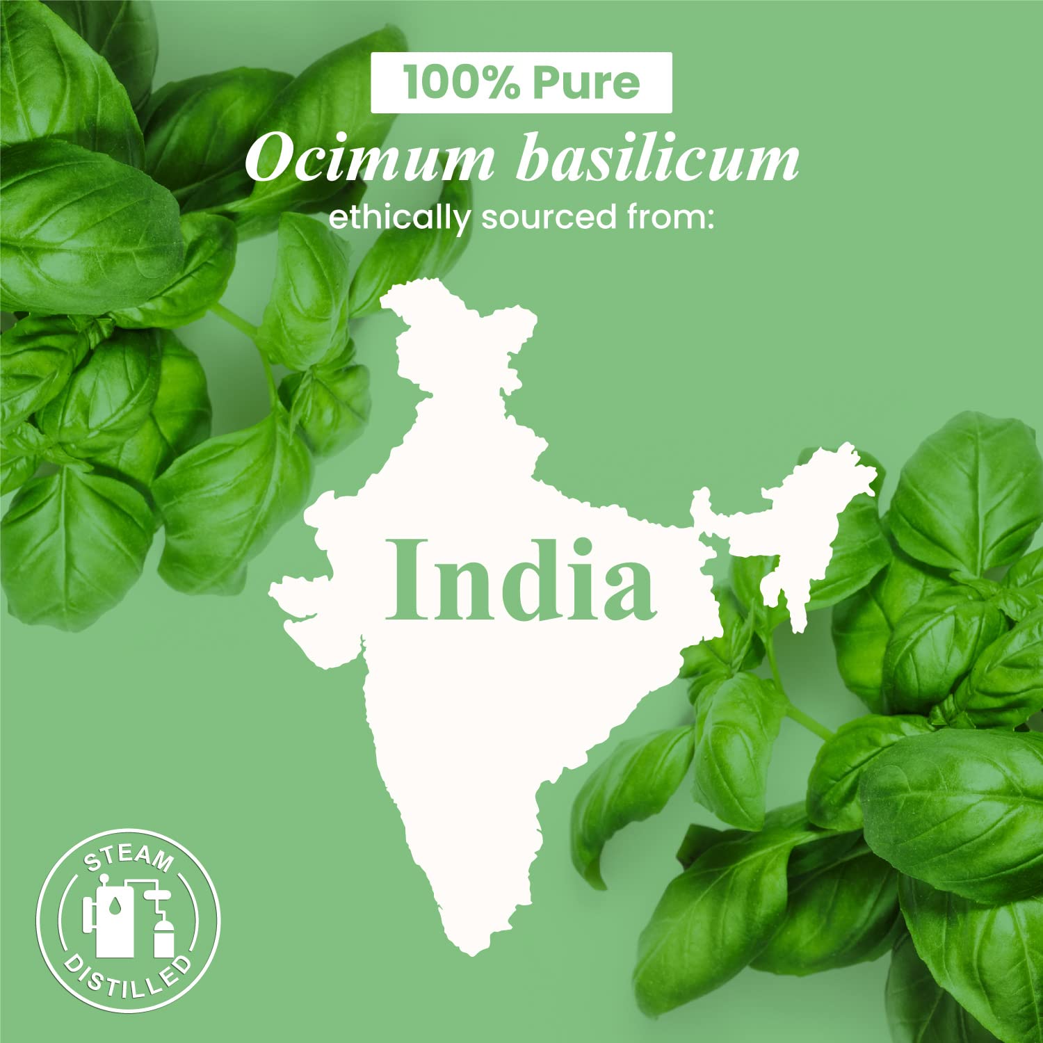 Basil essential oil for skincare and massage