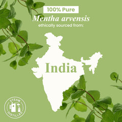 Peppermint essential oil bottled from USA-sourced regions