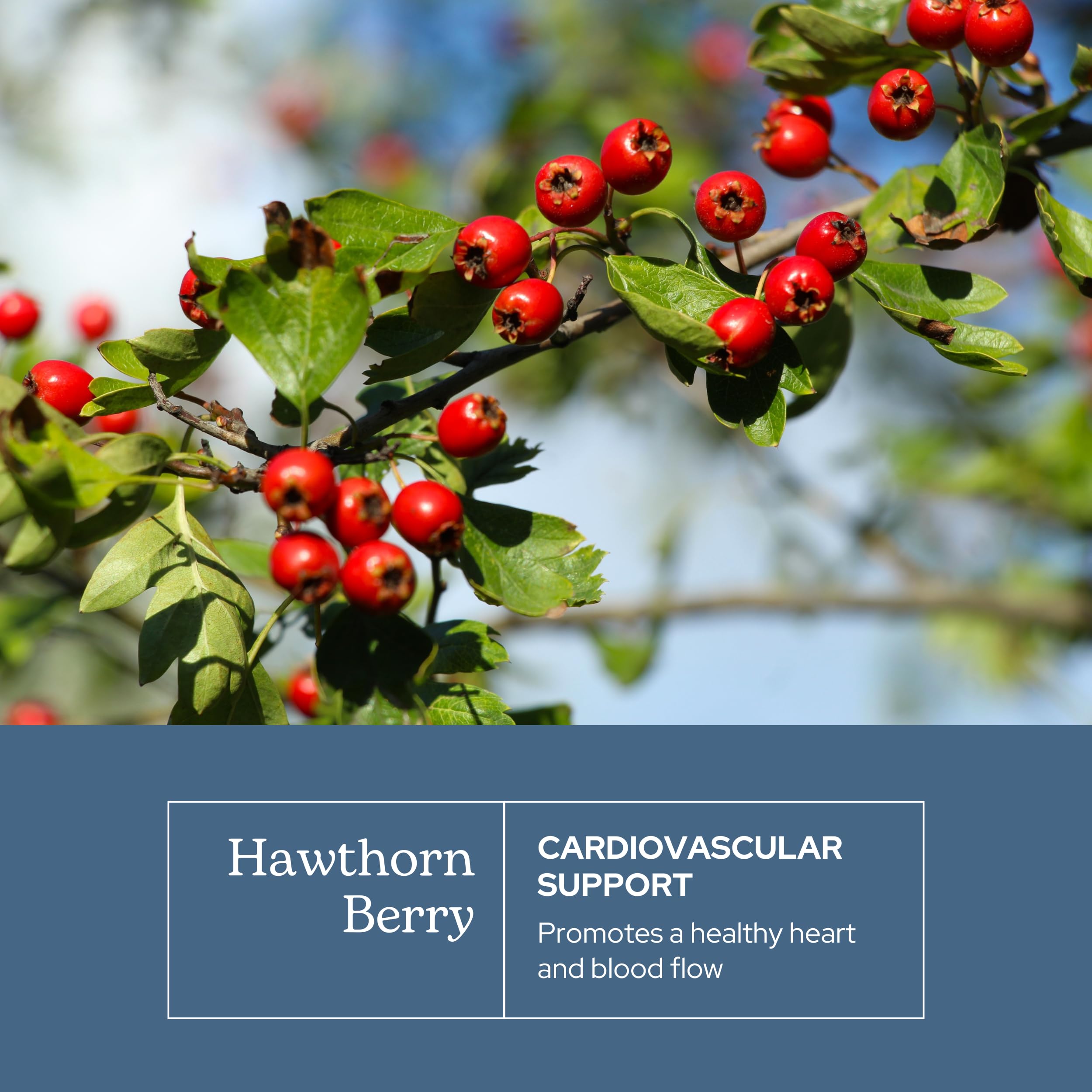 Hawthorn berry capsule (500 mg) close-up