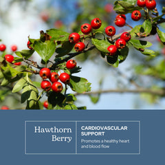 Hawthorn berry capsule (500 mg) close-up