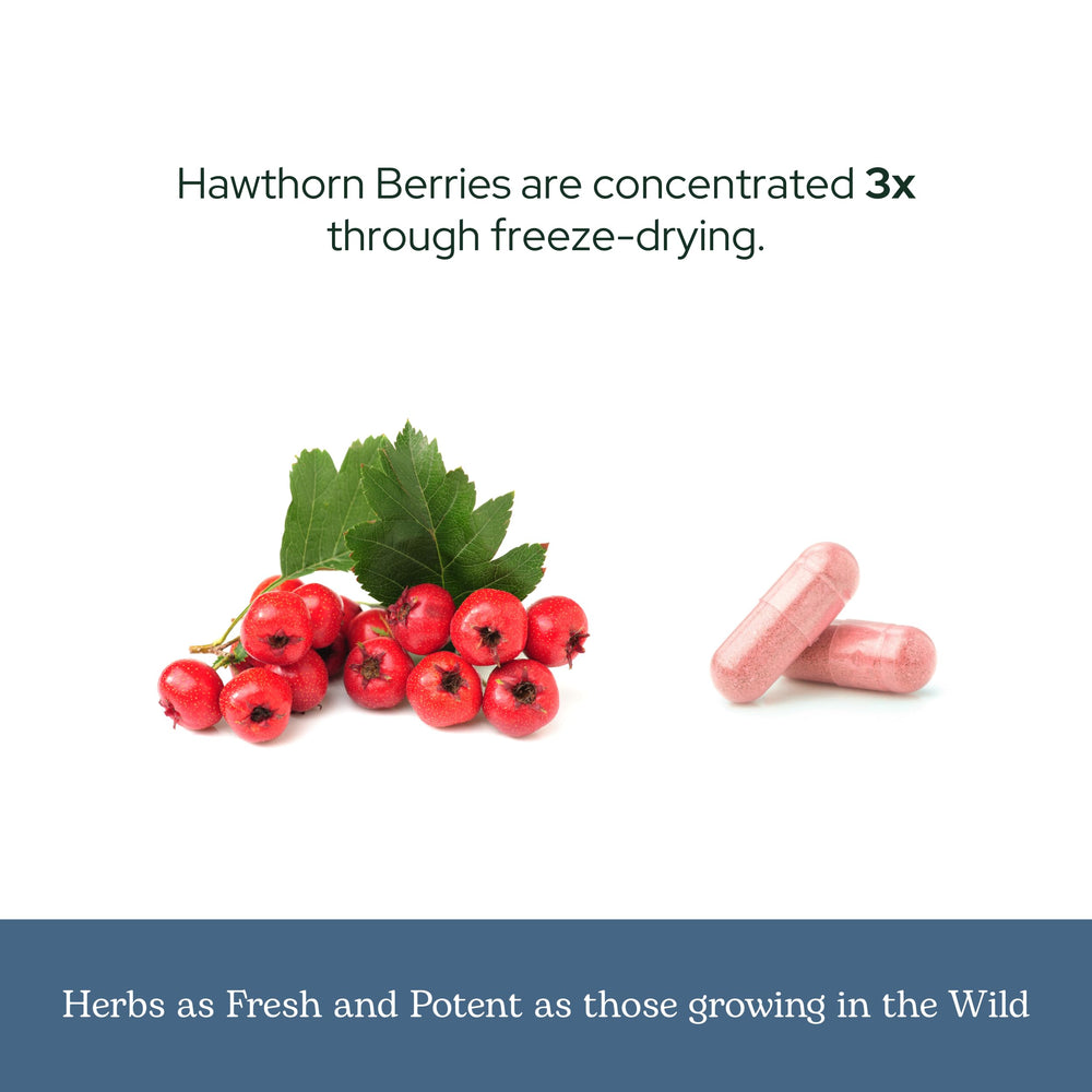 Freeze-drying process preserving hawthorn berries