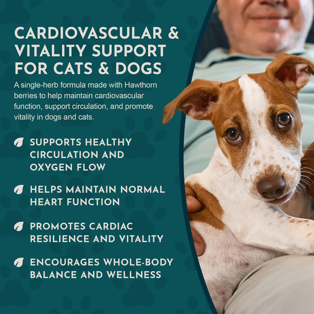 Hawthorn drops in glycerin base for aging pets