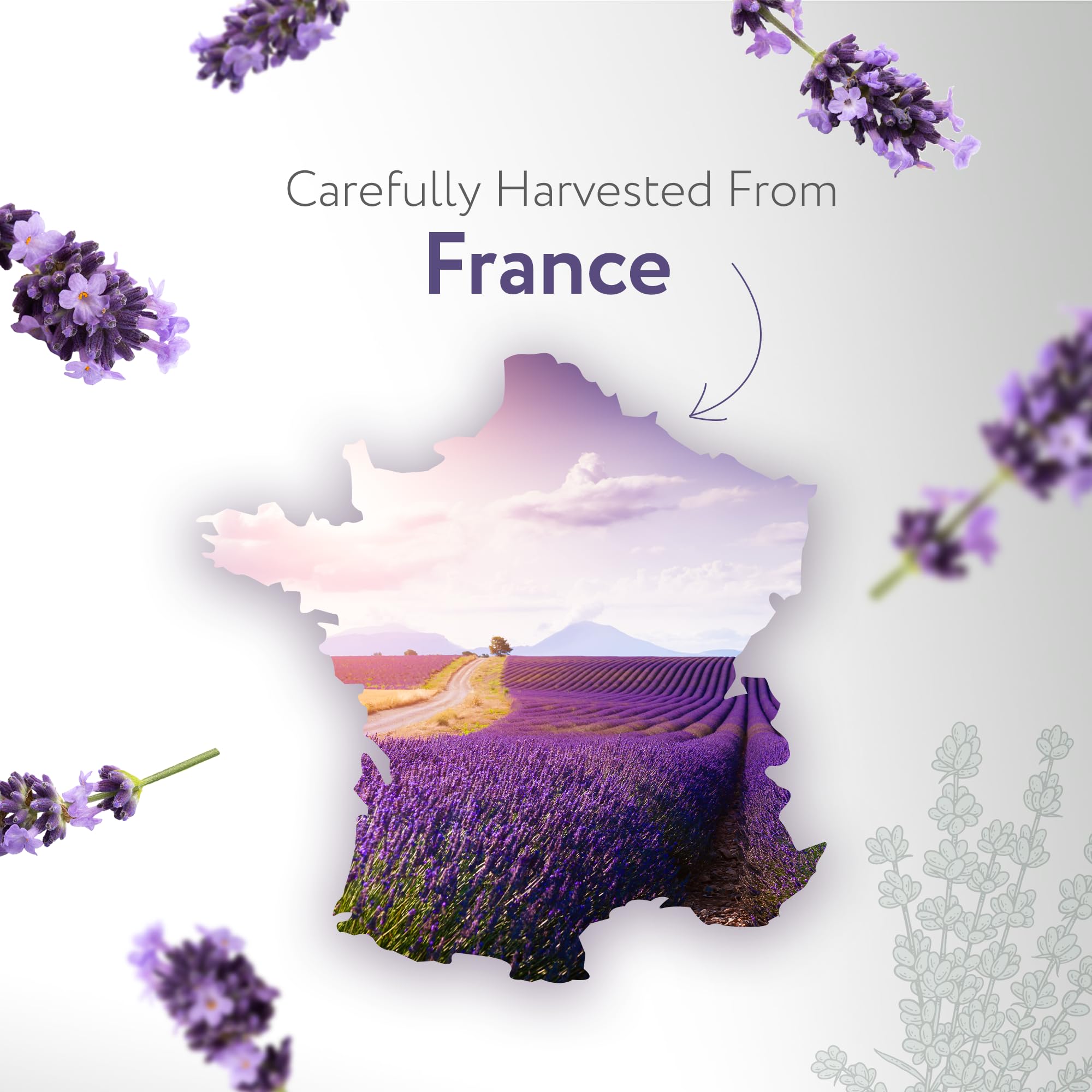 HBNO Organic Lavender Dutch Oil label close-up