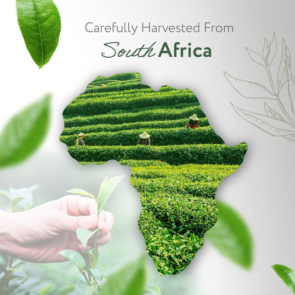 Premium quality tea tree essential oil bottled in the USA