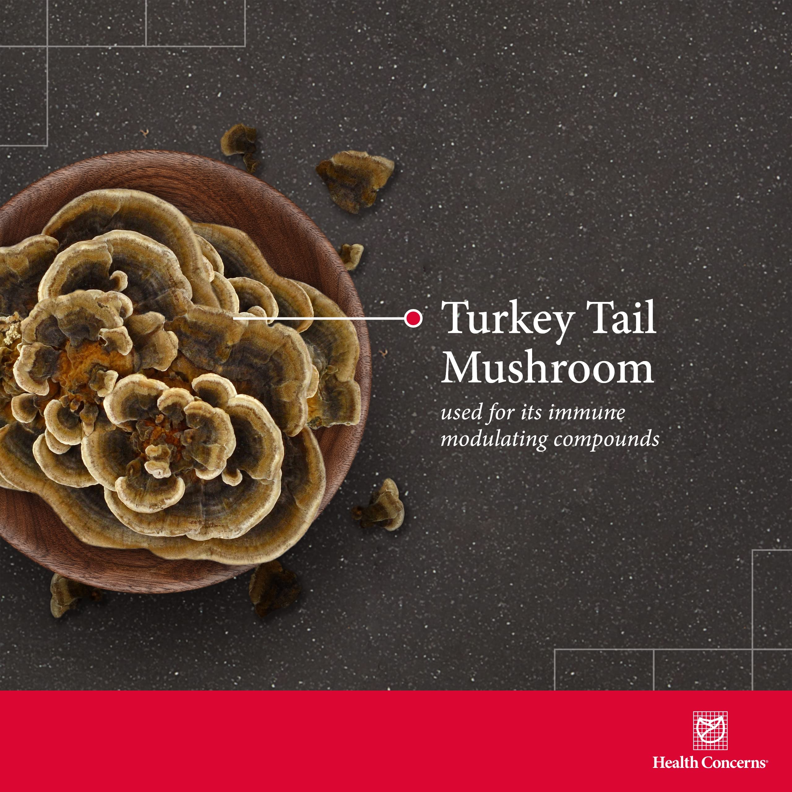 Turkey Tail mushroom capsules inside a bottle