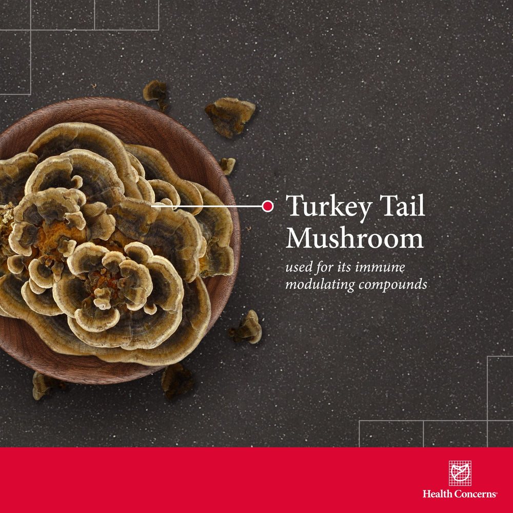 Turkey Tail mushroom capsules inside a bottle
