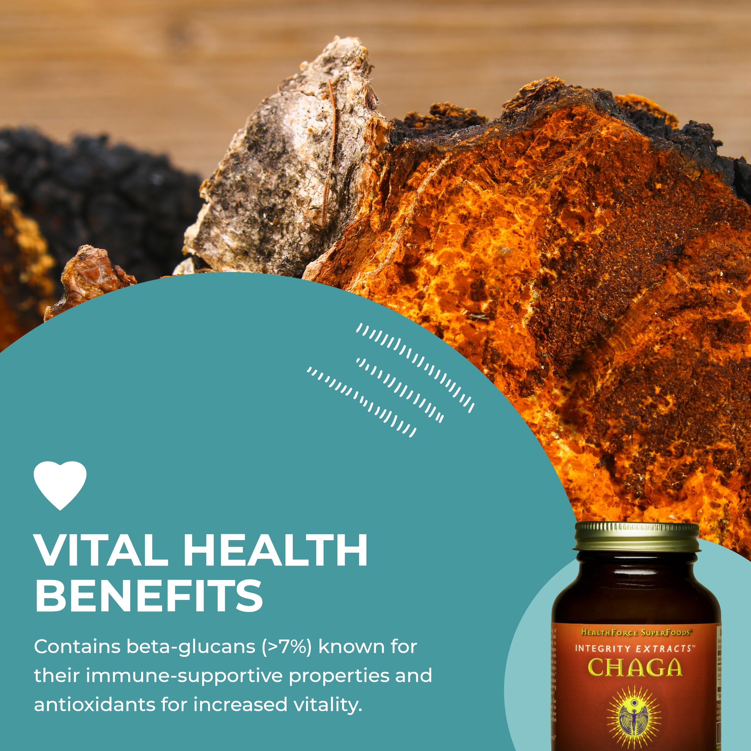 Chaga mushroom antioxidant benefits concept
