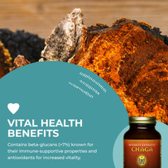 Chaga mushroom antioxidant benefits concept