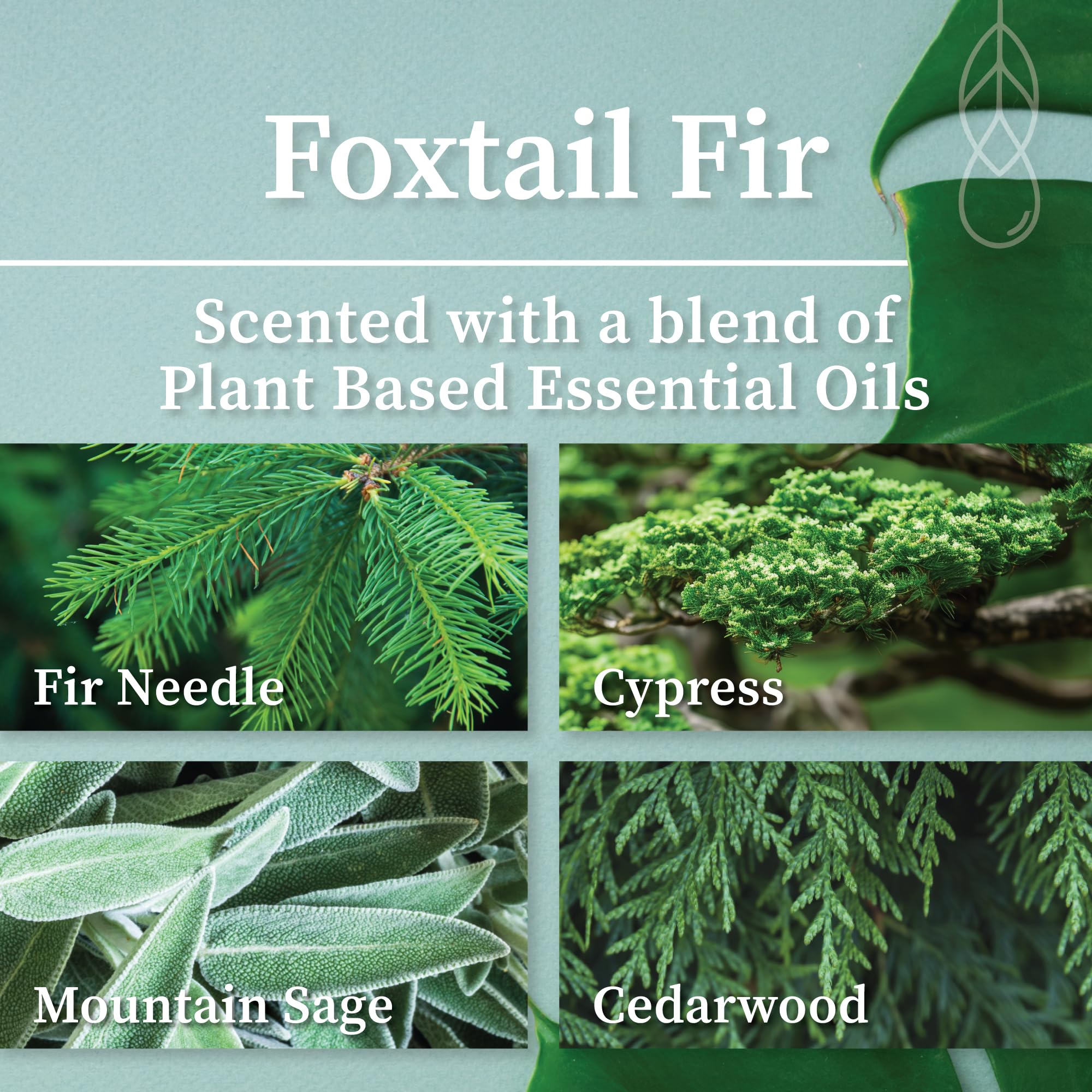 Foxtail Fir scent label on Hemlock Park candle in green glass jar