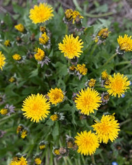 4-ounce bottle of Dandelion Liquid Extract